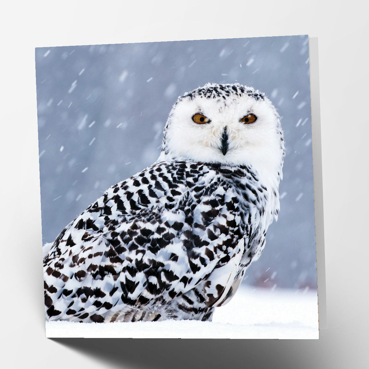 Owl Card