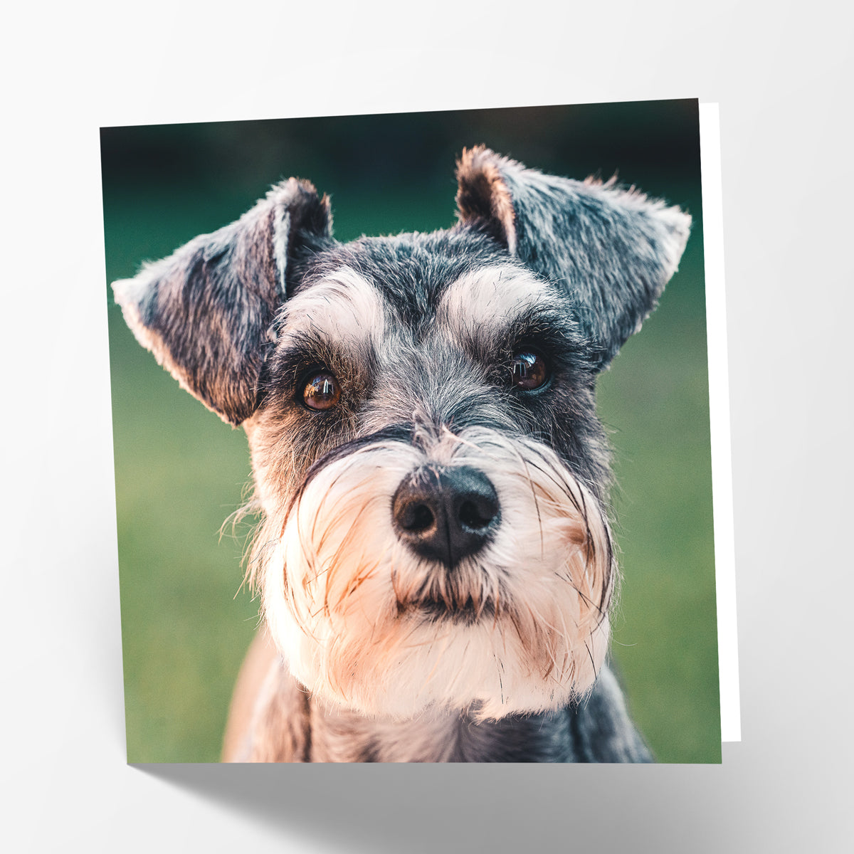 Schnauzer Card