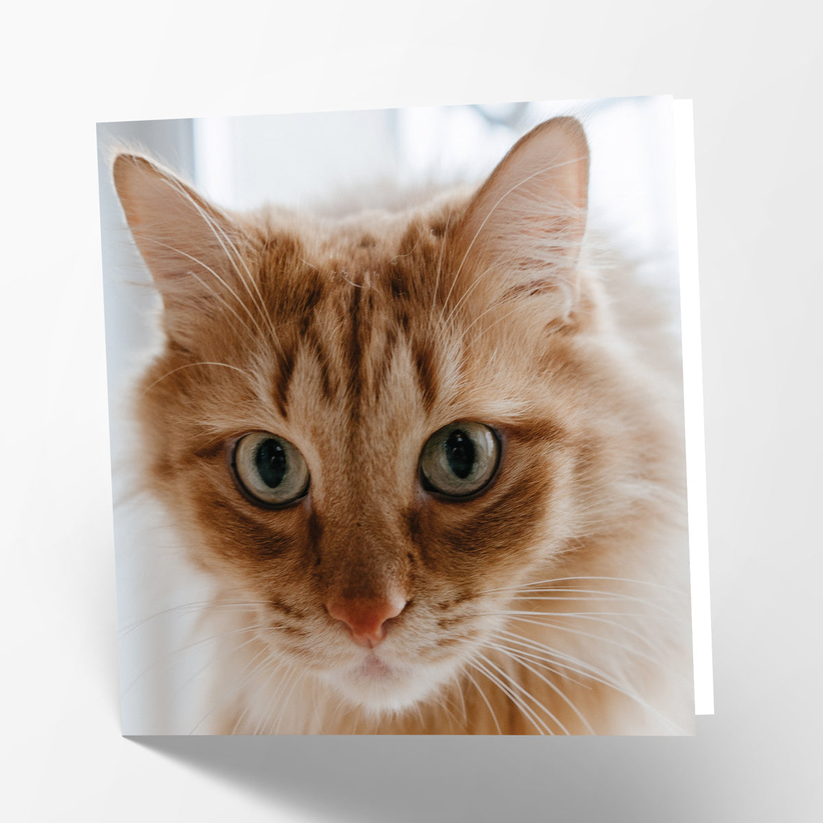 Ginger Cat Card