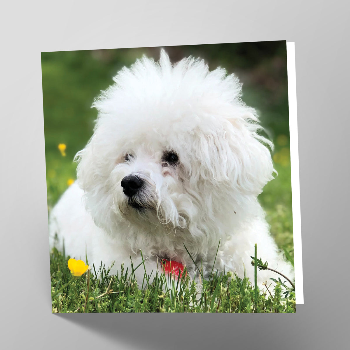 Bichon Frise Card