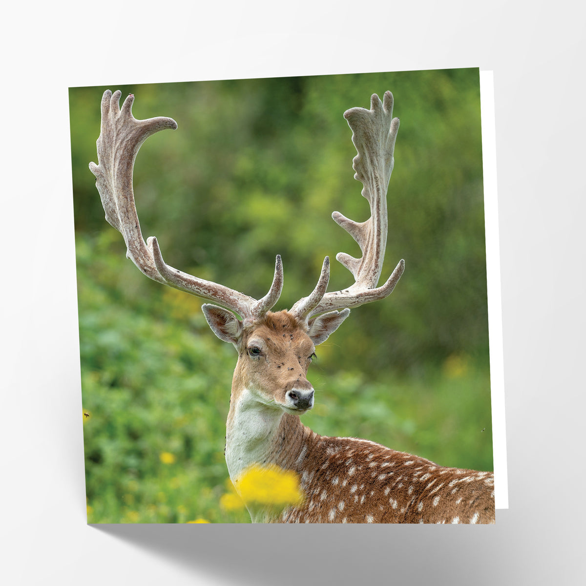 Stag Card