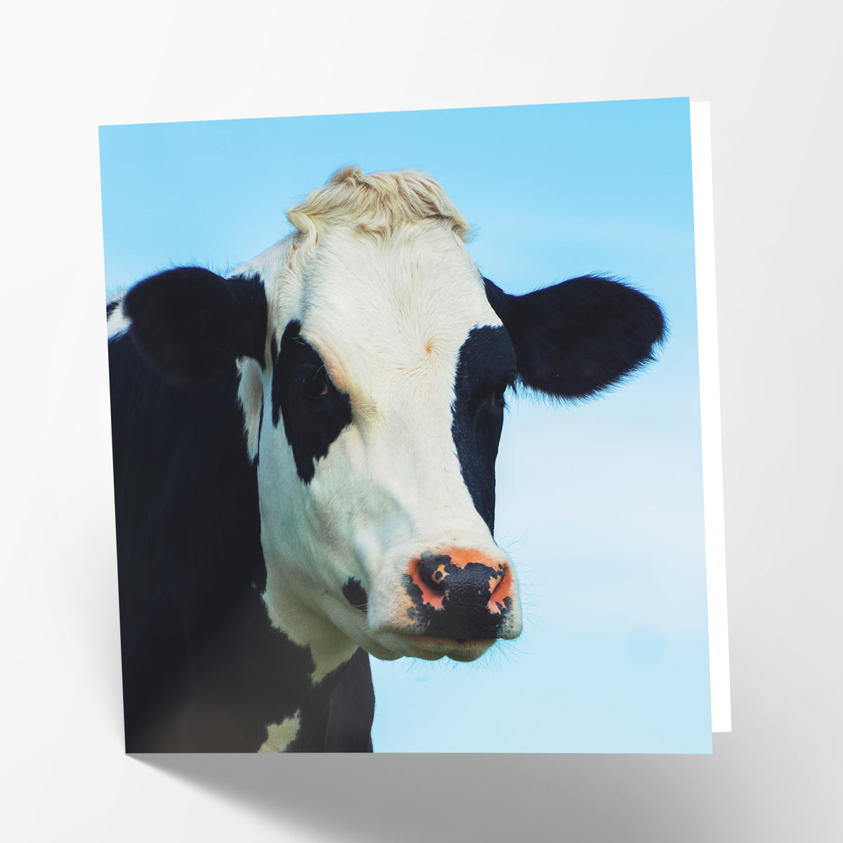 Milk Cow Card